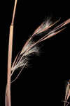 Wetand white bluestem